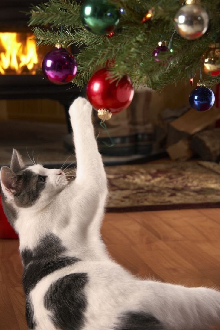White and grey cat reaching for a red ornament on a Christmas tree