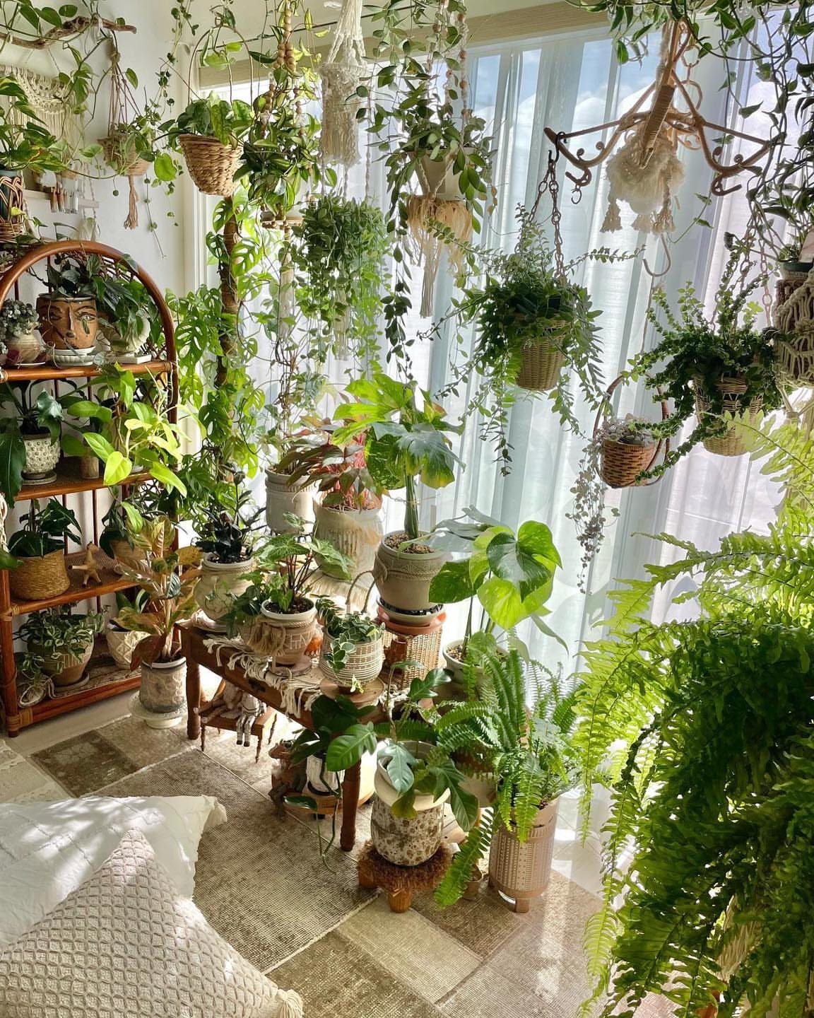 Lush green houseplants in hanging baskets and pots arranged in front of a bright window.