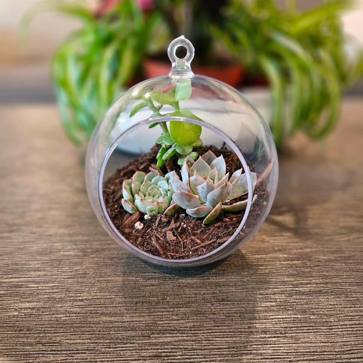 32 Xmas Gifts to Make: Easy Ideas for Handmade Holiday Presents 27 A clear ornament filled with soil and small green succulents sitting on a wooden table.